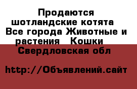 Продаются шотландские котята - Все города Животные и растения » Кошки   . Свердловская обл.